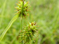 Carex lepidocarpa 9, Schubzegge, Saxifraga-Rutger Barendse