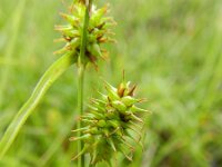 Carex lepidocarpa 9, Schubzegge, Saxifraga-Rutger Barendse