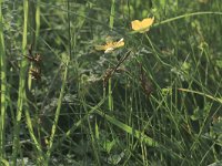 Carex ligerica 6, Rivierduinzegge, Saxifraga-Hans Boll