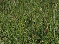 Carex ligerica 9, Rivierduinzegge, Saxifraga-Hans Boll