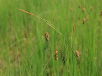 Carex limosa 11, Slijkzegge, Saxifraga-Hans Boll