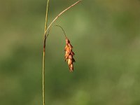 Carex limosa 2, Slijkzegge, Saxifraga-Hans Dekker