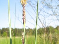 Carex limosa 3, Slijkzegge, Saxifraga-Rutger Barendse