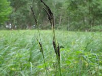 Carex melanostachya 1, Saxifraga-Rutger Barendse
