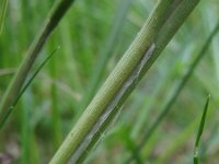 Carex melanostachya 2, Saxifraga-Rutger Barendse