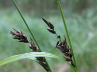 Carex melanostachya 3, Saxifraga-Rutger Barendse