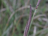 Carex microcarpa