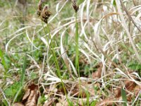 Carex montana 10, Saxifraga-Rutger Barendse
