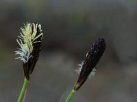 Carex montana 2, Saxifraga-Jan van der Straaten