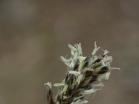Carex montana 4, Saxifraga-Jan van der Straaten