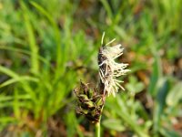 Carex montana 8, Saxifraga-Rutger Barendse