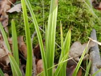 Carex morrowii 2, Saxifraga-Rutger Barendse