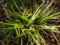 Carex morrowii 3, Saxifraga-Rutger Barendse