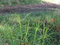Carex muskingumensis 10, Palmzegge, Saxifraga-Rutger Barendse