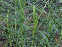 Carex muskingumensis 11, Palmzegge, Saxifraga-Rutger Barendse