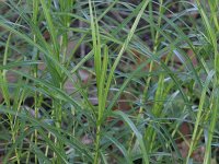 Carex muskingumensis 12, Palmzegge, Saxifraga-Rutger Barendse