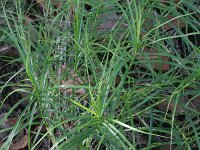Carex muskingumensis 13, Palmzegge, Saxifraga-Rutger Barendse