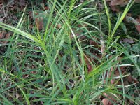 Carex muskingumensis 14, Palmzegge, Saxifraga-Rutger Barendse