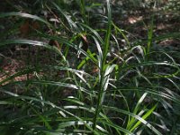 Carex muskingumensis 3, Palmzegge, Saxifraga-Rutger Barendse