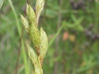 Carex muskingumensis 5, Palmzegge, Saxifraga-Rutger Barendse