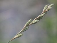 Carex muskingumensis 8, Palmzegge, Saxifraga-Peter Meininger