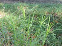 Carex muskingumensis 9, Palmzegge, Saxifraga-Rutger Barendse