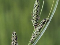 Carex nigra 10, Zwarte zegge, Saxifraga-Peter Meininger
