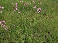 Carex nigra 18, Zwarte zegge, Saxifraga-Hans Boll