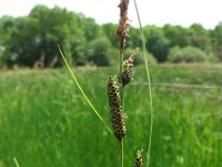 Carex nigra 2, Zwarte zegge, Saxifraga-Rutger Barendse
