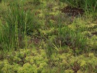 Carex nigra 20, Zwarte zegge, Saxifraga-Hans Boll