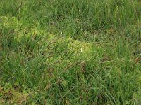 Carex nigra 21, Zwarte zegge, Saxifraga-Hans Boll