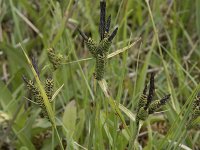 Carex nigra 25, Zwarte zegge, Saxifraga-Willem van Kruijsbergen