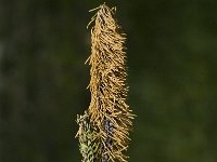 Carex nigra 3, Zwarte zegge, Saxifraga-Jan van der Straaten