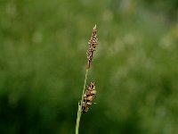 Carex nigra 4, Zwarte zegge, Saxifraga-Marijke Verhagen