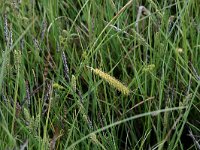 Carex nigra 6, Zwarte zegge, Saxifraga-Hans Boll