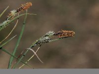 Carex nigra 7, Zwarte zegge, Saxifraga-Peter Meininger