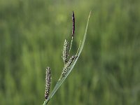 Carex nigra 8, Zwarte zegge, Saxifraga-Peter Meininger