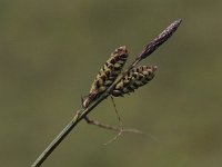Carex nigra 9, Zwarte zegge, Saxifraga-Peter Meininger