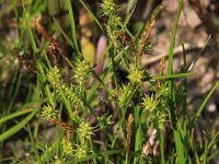 Carex oederi, Little Green Sedge