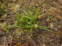 Carex oederi 54, Dwergzegge, Saxifraga-Ed Stikvoort