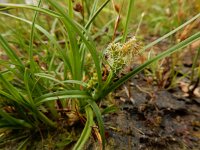 Carex oederi 55, Dwergzegge, Saxifraga-Ed Stikvoort