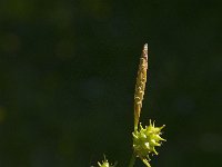 Carex oederi ssp oederi 11, Dwergzegge, Saxifraga-Jan van der Straaten
