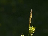 Carex oederi ssp oederi 11, Dwergzegge, Saxifraga-Jan van der Straaten