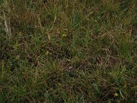 Carex oederi ssp oederi 14, Dwergzegge, Saxifraga-Hans Boll