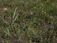 Carex oederi ssp oederi 15, Dwergzegge, Saxifraga-Hans Boll
