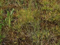Carex oederi ssp oederi 39, Dwergzegge, Saxifraga-Hans Boll