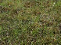 Carex oederi ssp oederi 41, Dwergzegge, Saxifraga-Hans Boll
