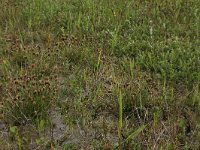 Carex oederi ssp oederi 42, Dwergzegge, Saxifraga-Hans Boll