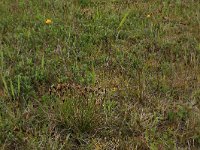 Carex oederi ssp oederi 43, Dwergzegge, Saxifraga-Hans Boll