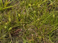 Carex oederi ssp oederi 5, Dwergzegge, Saxifraga-Willem van Kruijsbergen